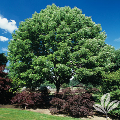 Arizona Ash - Texas Pecan Nursery