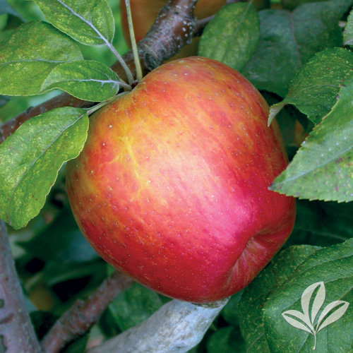 Buy Bare Root Honeycrisp Apple Trees For Sale