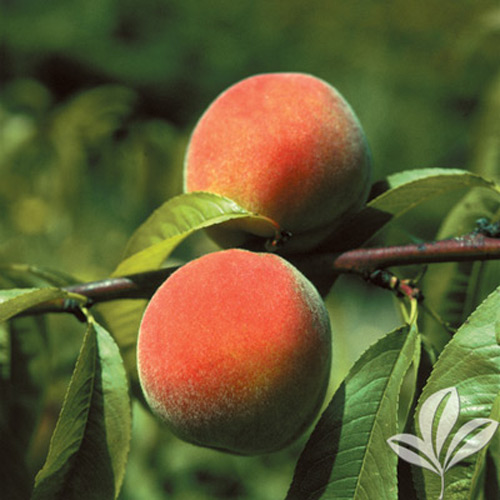 Belle of Georgia Peach Tree