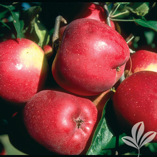 Red Delicious Apple Tree