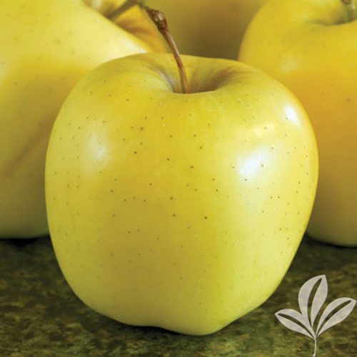 Yellow Delicious Apple - Texas Pecan Nursery