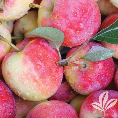 Fresh Pink Lady Apples