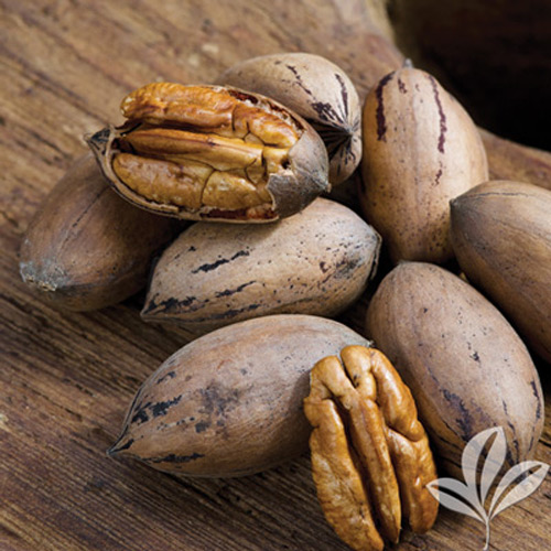 Moreland Pecan - Texas Pecan Nursery