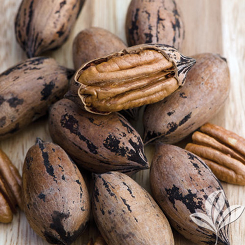 Pecan nuts deals